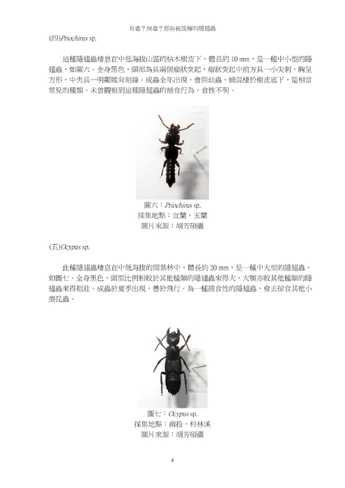 有毒?無毒?那些被誤解的隱翅蟲 有毒?無毒?那些被誤解的隱翅蟲