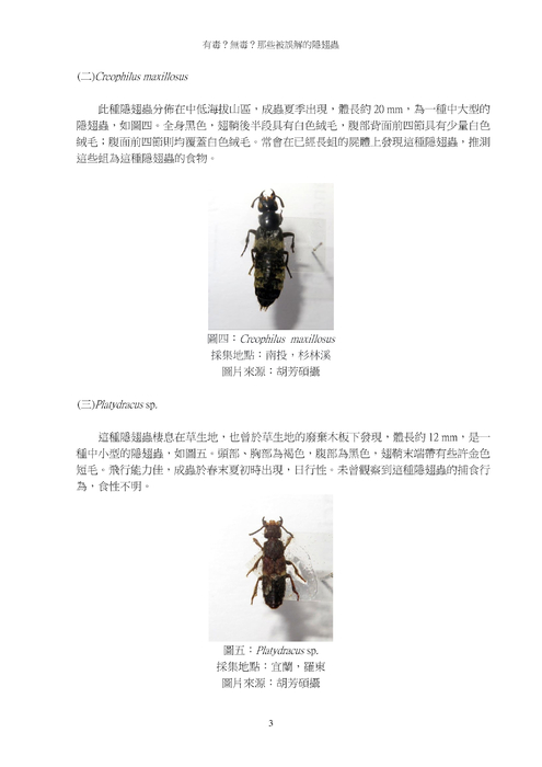 有毒？無毒？那些被誤解的隱翅蟲