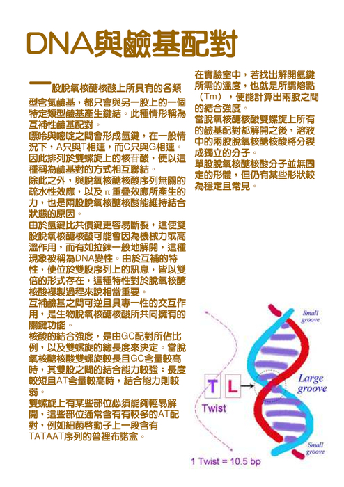 dna to 蛋白質