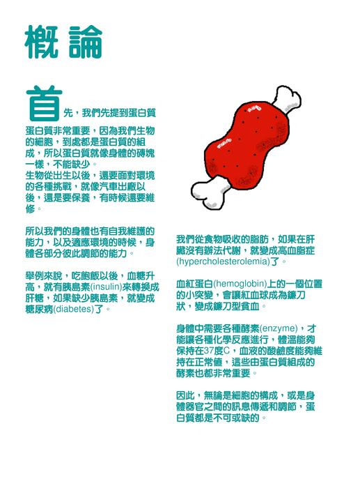 dna to 蛋白質