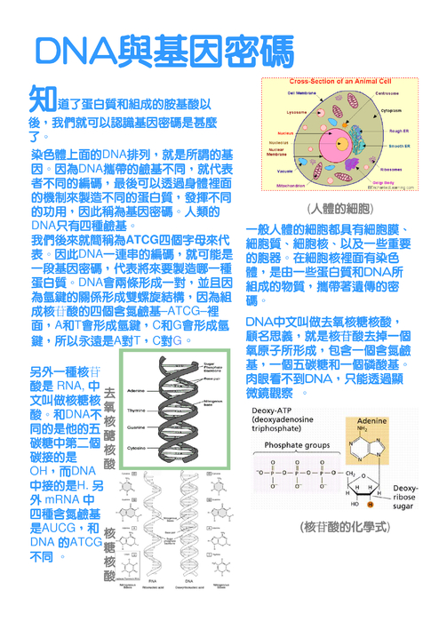 dna to 蛋白質