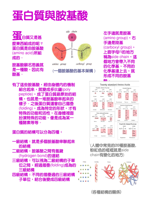 dna to 蛋白質