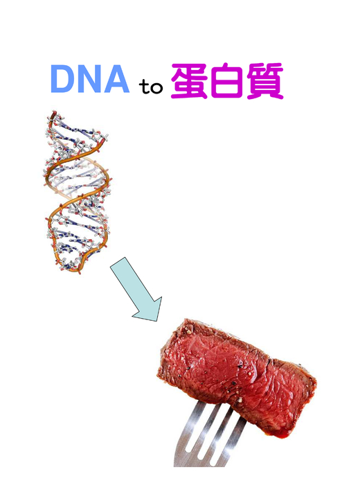 dna to 蛋白質