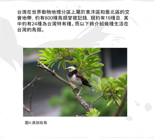 111第 11組電子書報告