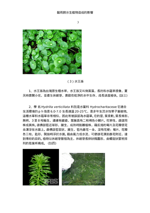 酸雨對水生植物造成的影響