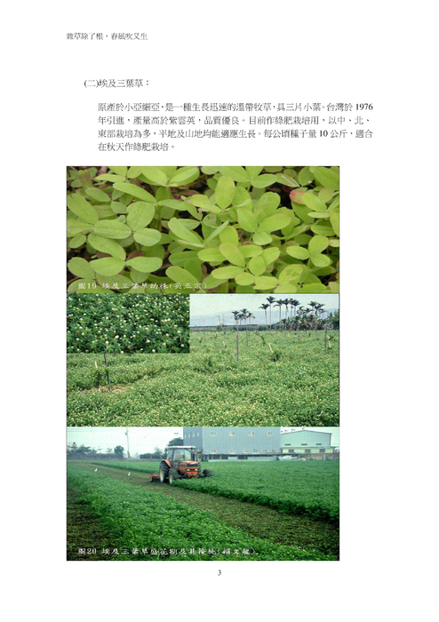 雜草除了根 雜草除了根