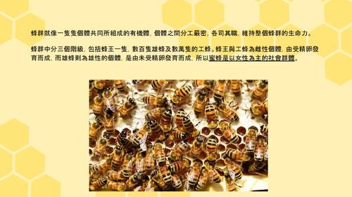112-21-自主學習_蜜蜂認識及蜂場觀摩