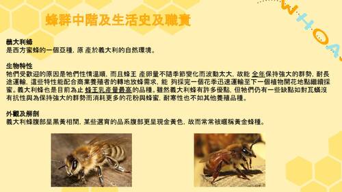 112-21-自主學習_蜜蜂認識及蜂場觀摩
