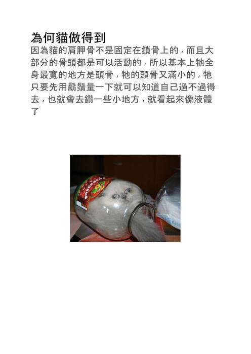 為何貓咪是液體